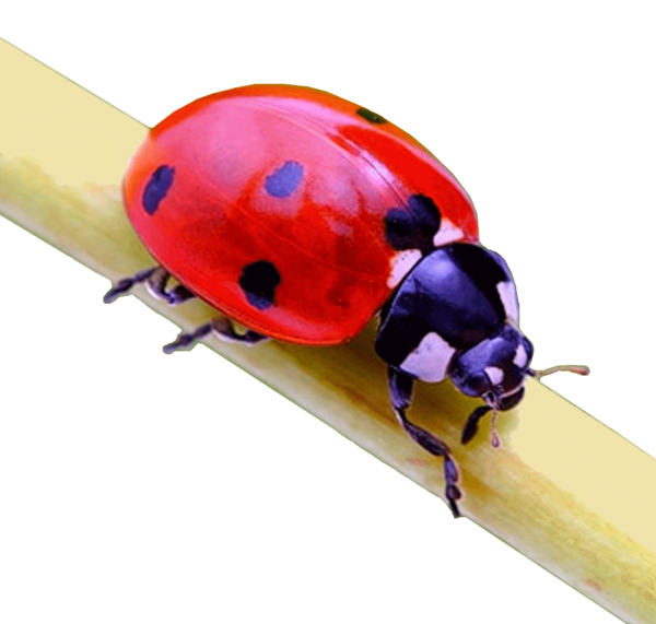 COCCINELLE