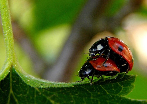 COCCINELLES