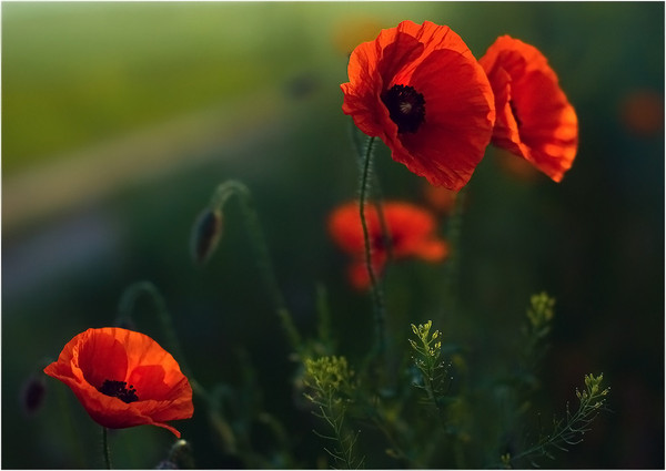 COQUELICOTS