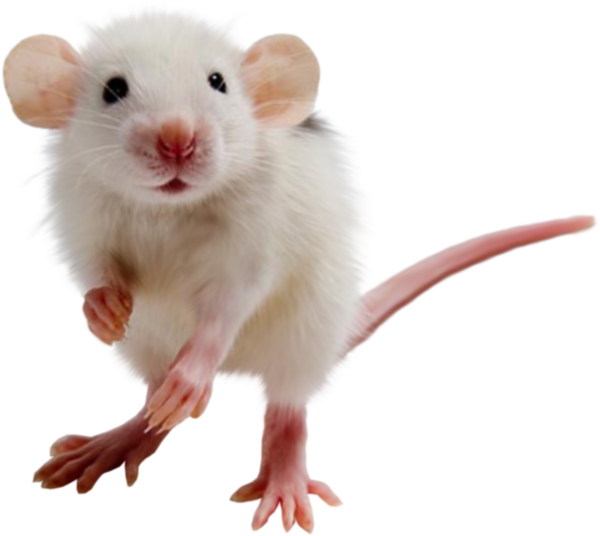 RAT