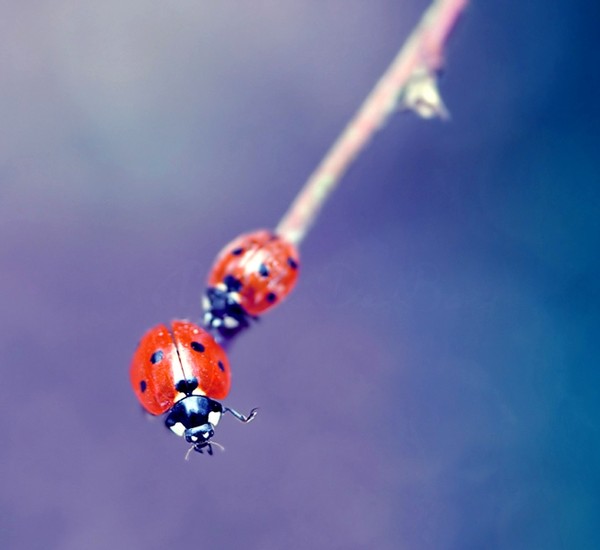 COCCINELLES