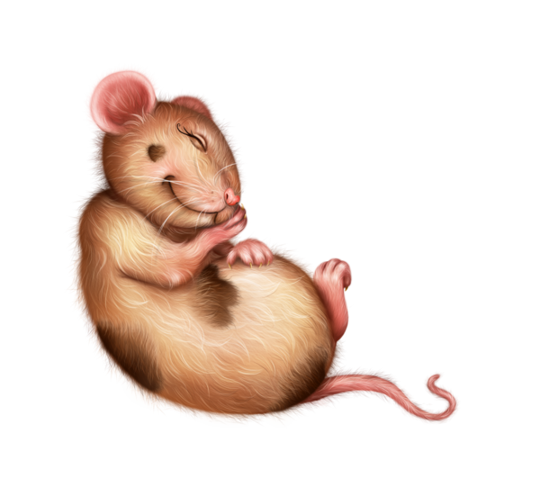 SOURIS RAT HAMSTER... 2