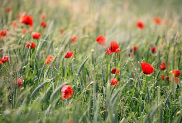 COQUELICOTS