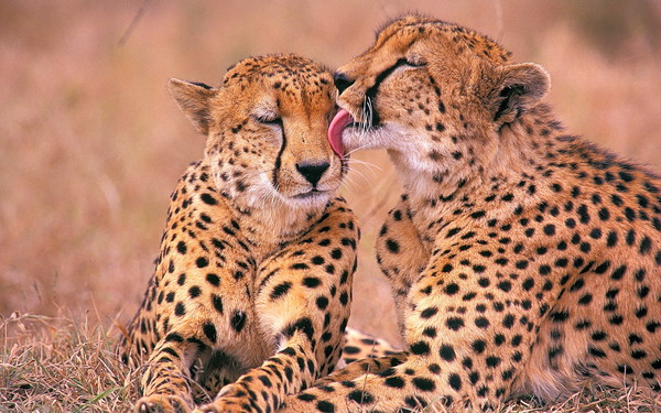 LEOPARDS