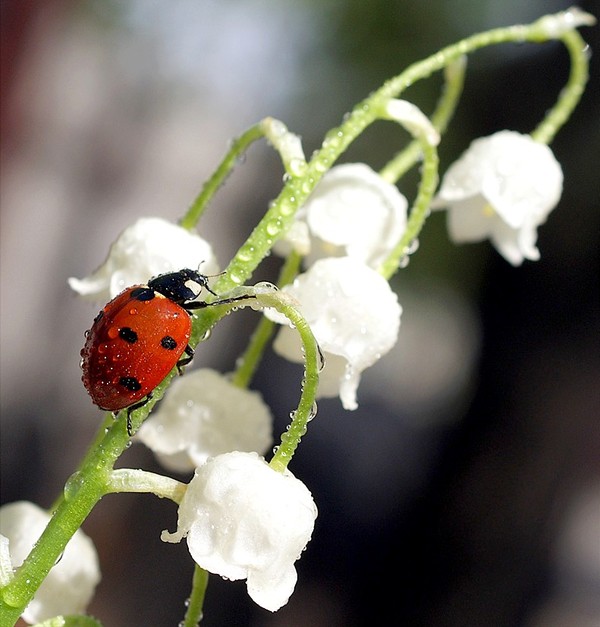 COCCINELLE