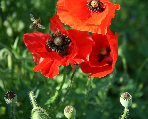 COQUELICOTS