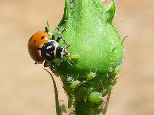 COCCINELLE