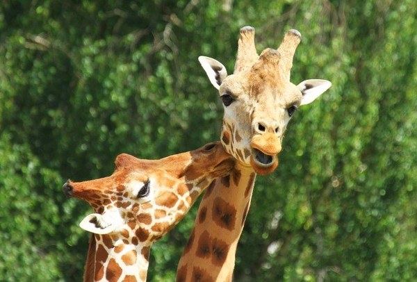 GIRAFES