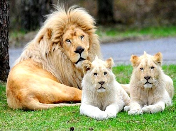 LION ET LIONNES