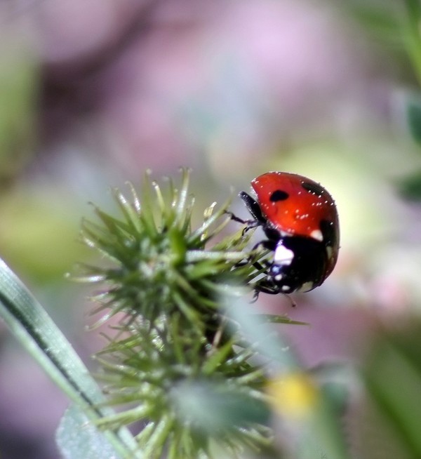 COCCINELLE