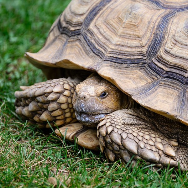 TORTUE