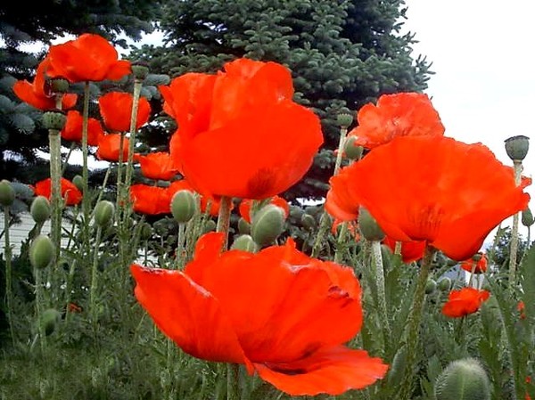 COQUELICOTS