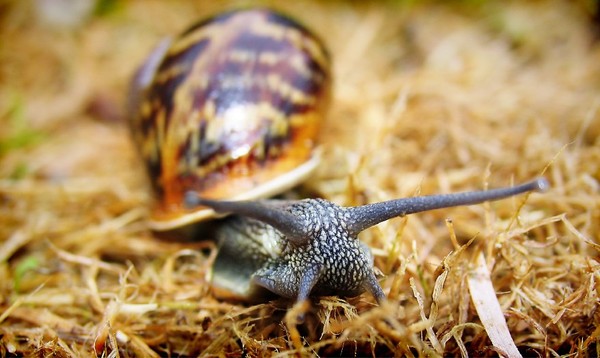 ESCARGOT