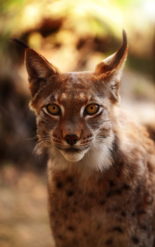 LYNX