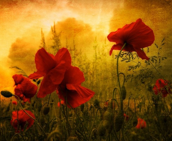 COQUELICOTS