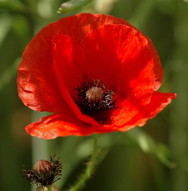 COQUELICOT