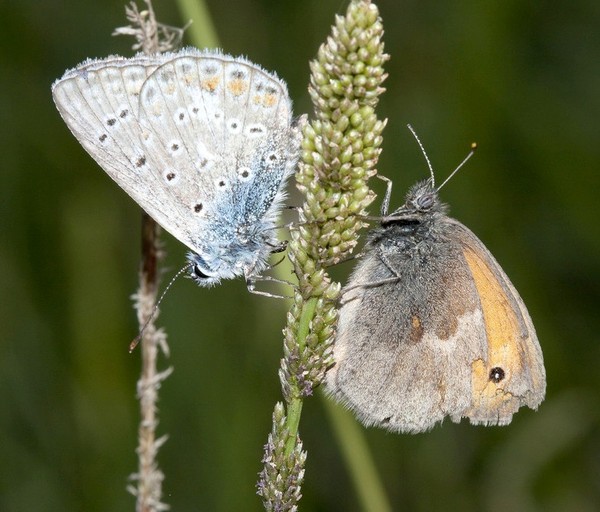 PAPILLONS