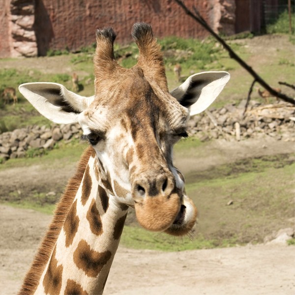 GIRAFE