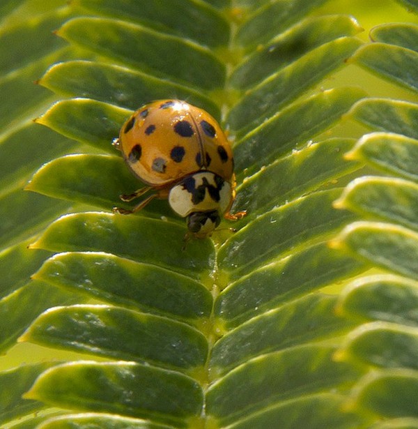 COCCINELLE