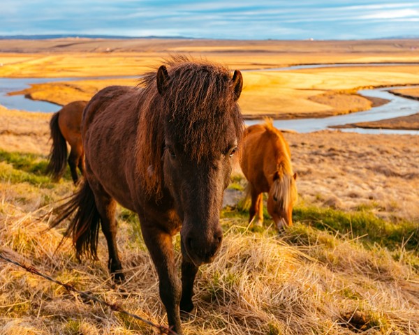 CHEVAUX 2