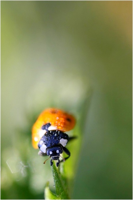 COCCINELLE