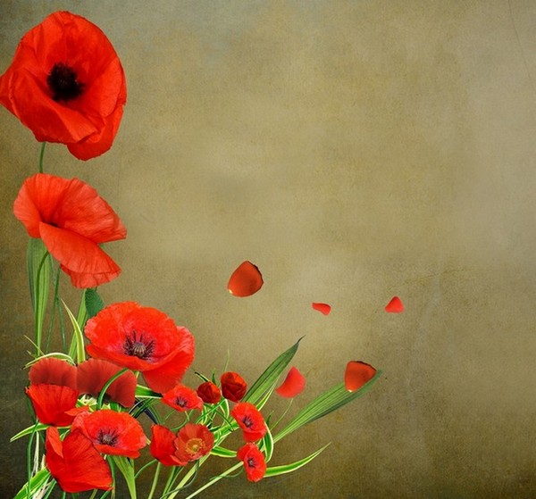 COQUELICOTS