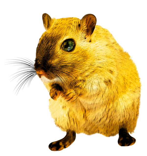 SOURIS RAT HAMSTER... 2