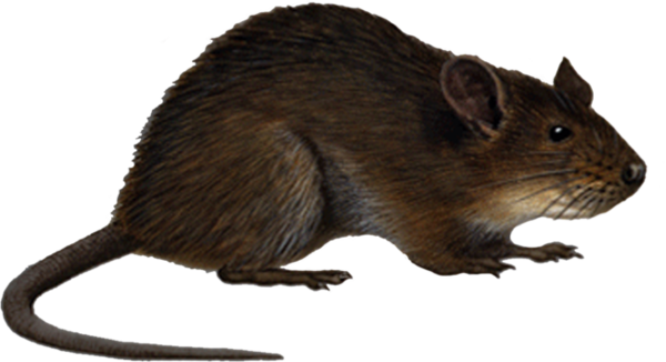 SOURIS RAT HAMSTER... 2