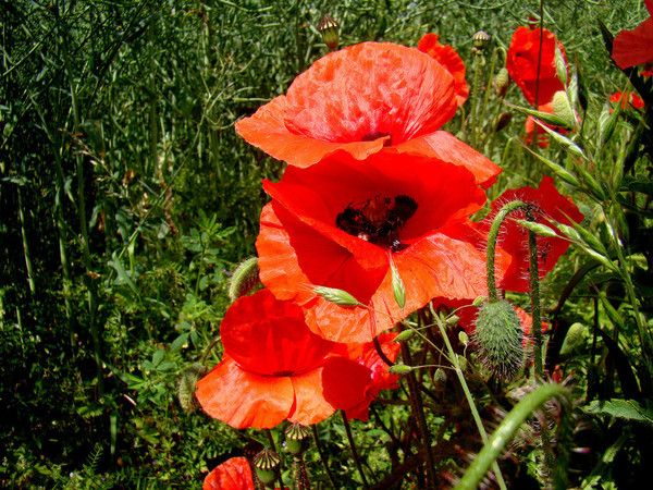 COQUELICOTS