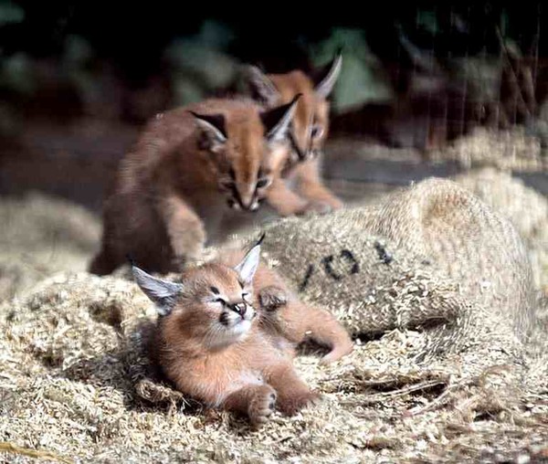 CARACALS