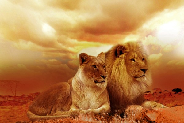 LION ET LIONNE