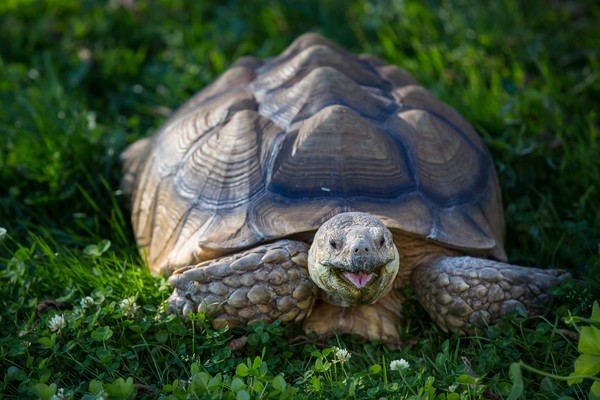 TORTUE