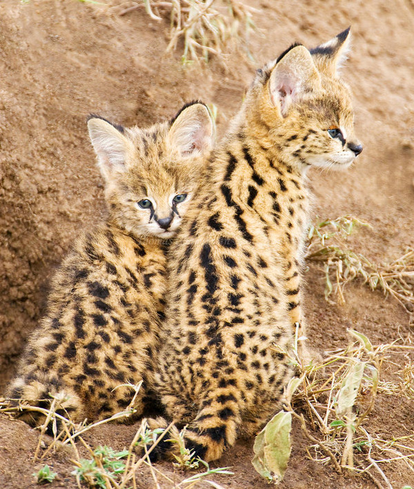 SERVALS