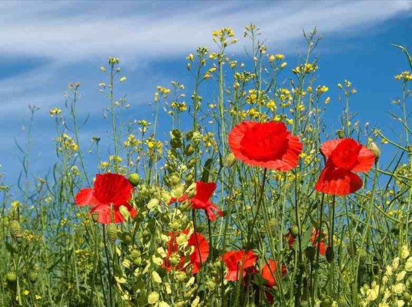 COQUELICOTS