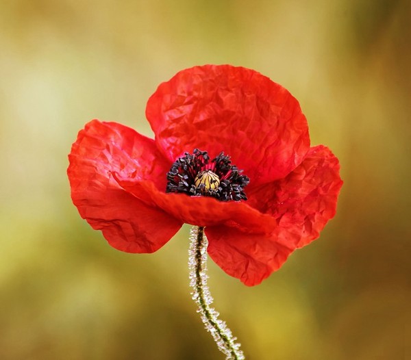 COQUELICOT