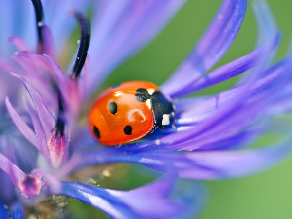 COCCINELLE