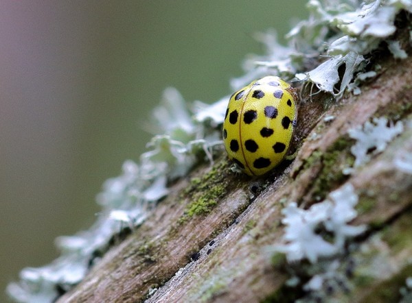 COCCINELLE