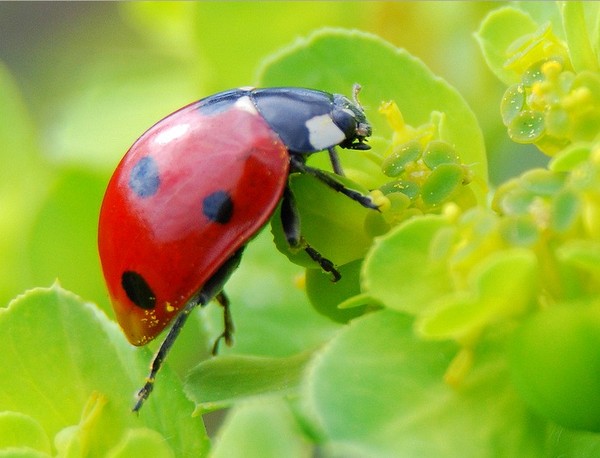 COCCINELLE