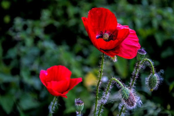 COQUELICOTS