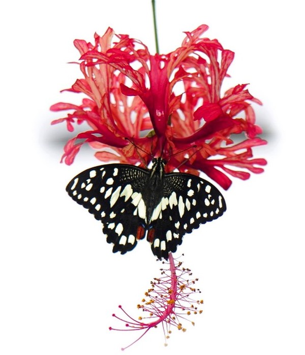 PAPILLON