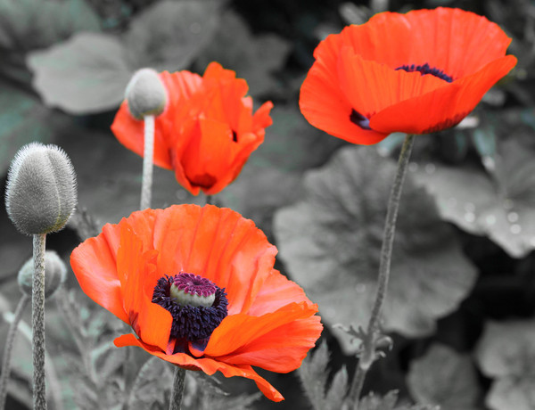 COQUELICOTS