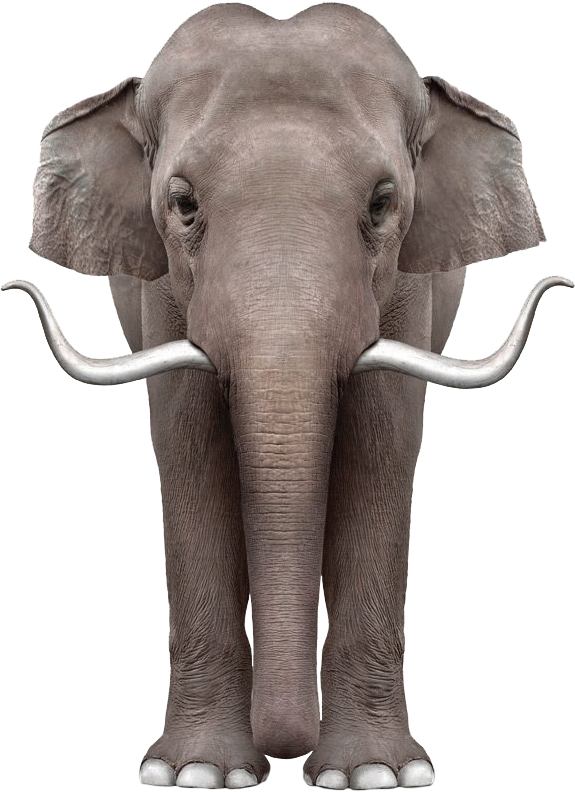 ELEPHANT 2