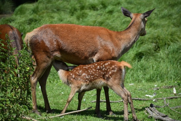 BICHE CERF...