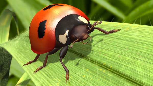 COCCINELLE