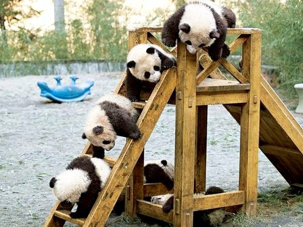 PANDAS