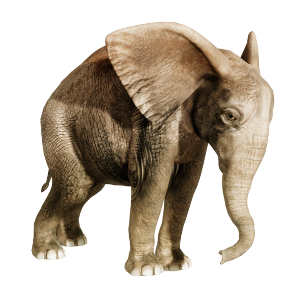 ELEPHANT