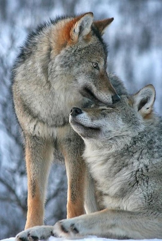 LOUPS