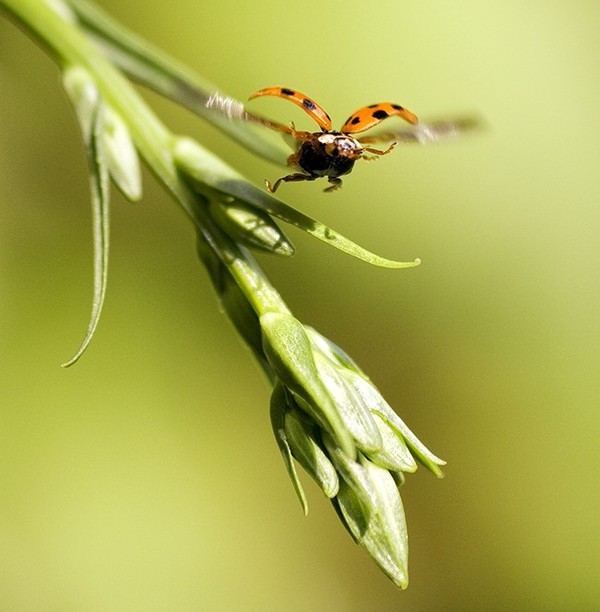 COCCINELLE