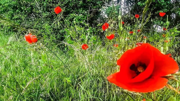 COQUELICOTS 2