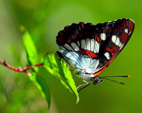 PAPILLON